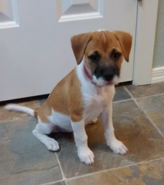 Our new puppy, Maggie